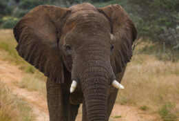Namibia_April_2025 (2/79)